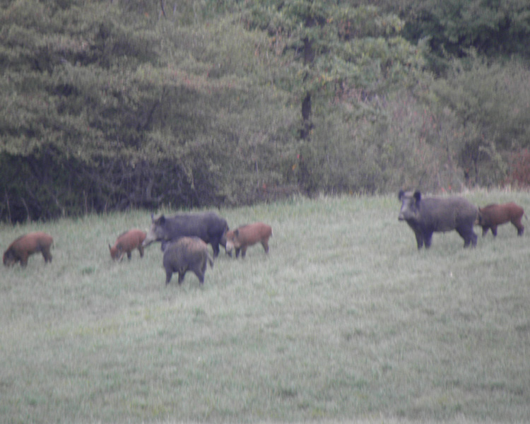 IL CINGHIALE