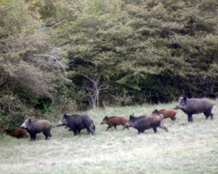 IL CINGHIALE