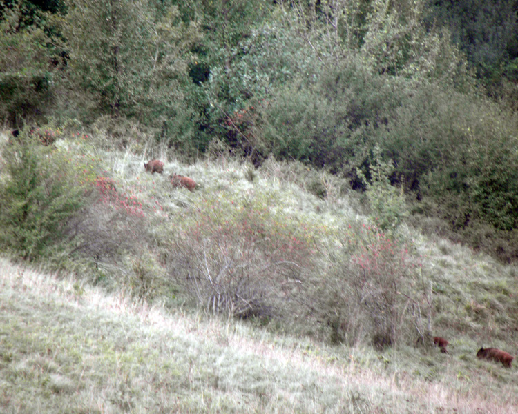 IL CINGHIALE