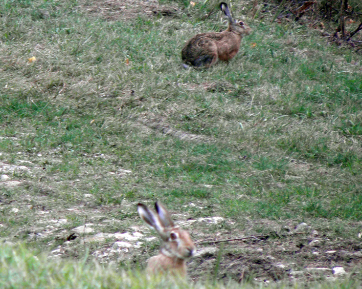 RODITORI E LAGOMORFI SELVATICI