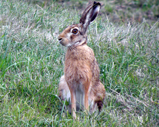 RODITORI E LAGOMORFI SELVATICI