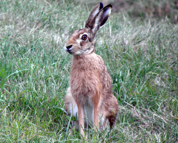 RODITORI E LAGOMORFI SELVATICI