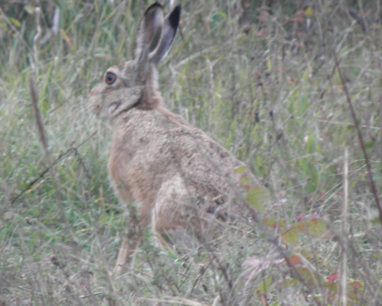 RODITORI E LAGOMORFI SELVATICI