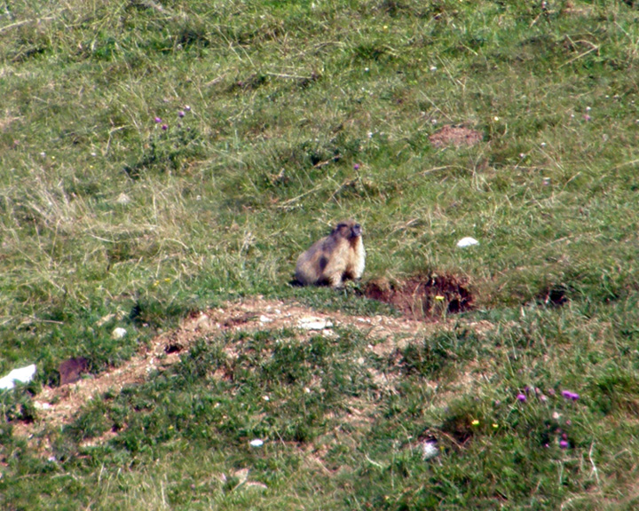 RODITORI E LAGOMORFI SELVATICI