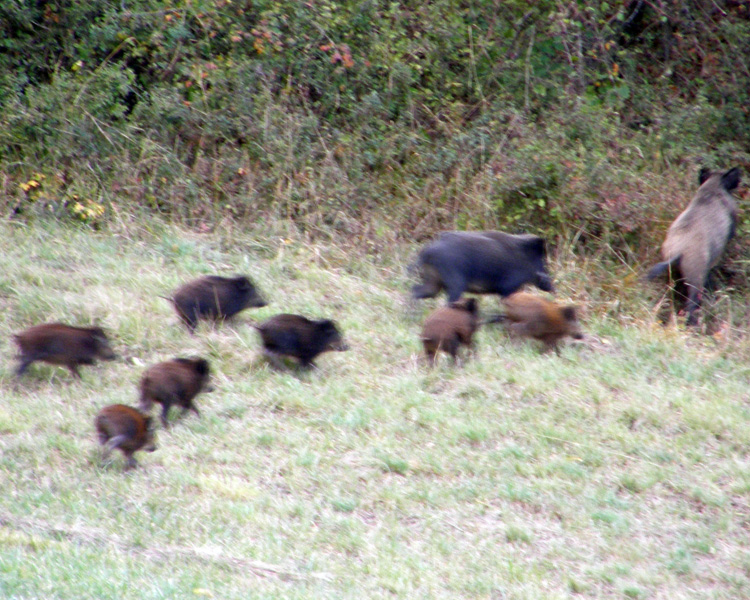 IL CINGHIALE