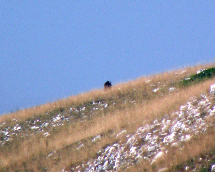 FOTOGRAFATO L''ORSO BRUNO MARSICANO