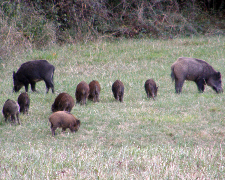 IL CINGHIALE