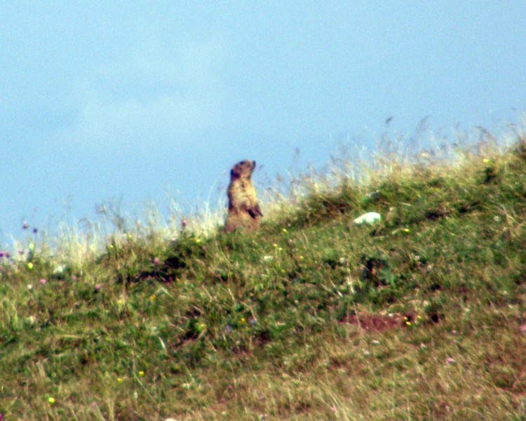 RODITORI E LAGOMORFI SELVATICI