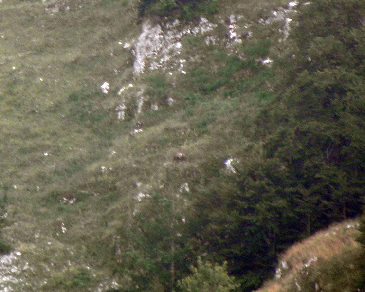 FOTOGRAFATO L''ORSO BRUNO MARSICANO