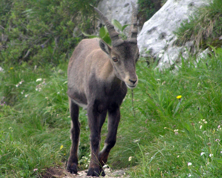 I BOVIDI SELVATICI