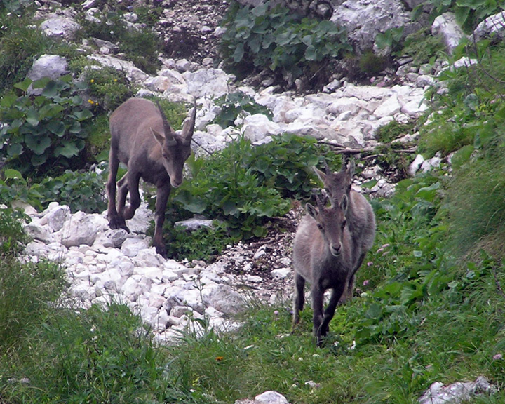 I BOVIDI SELVATICI