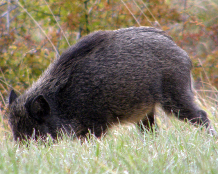 IL CINGHIALE