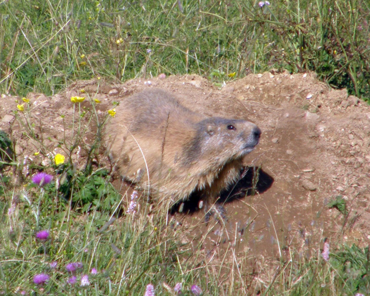 RODITORI E LAGOMORFI SELVATICI