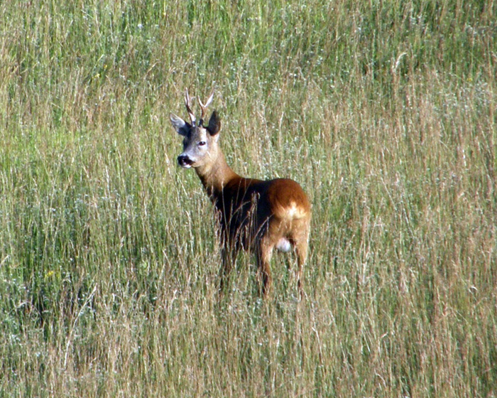 Il Capriolo