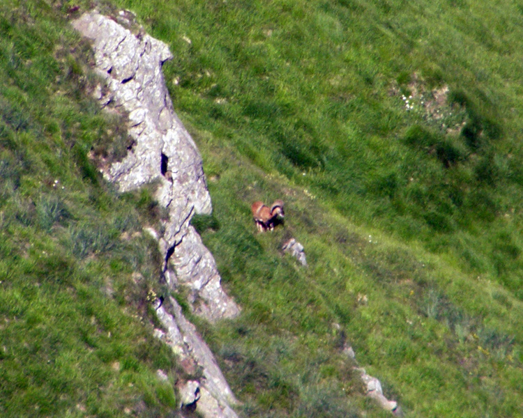 RODITORI E LAGOMORFI SELVATICI