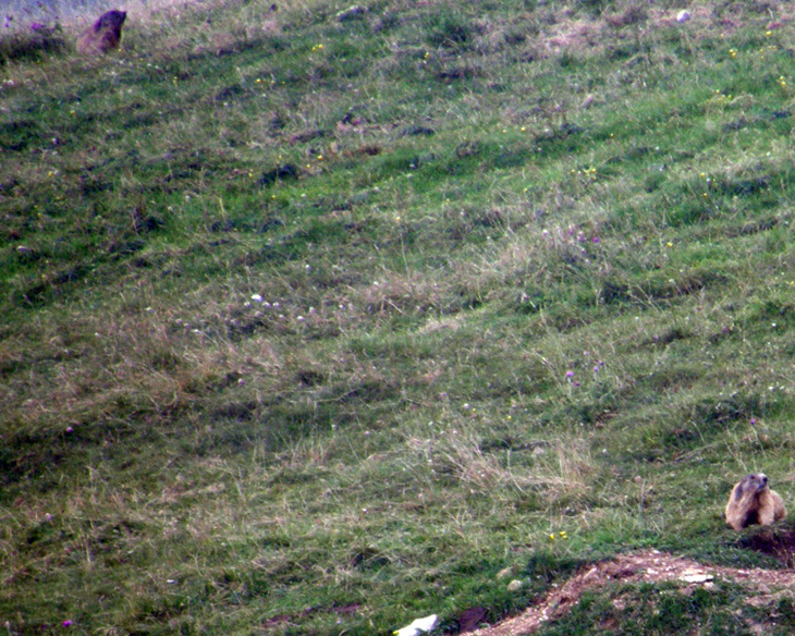 RODITORI E LAGOMORFI SELVATICI