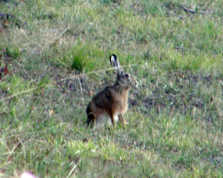 RODITORI E LAGOMORFI SELVATICI