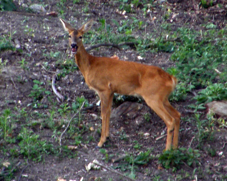 Il Capriolo