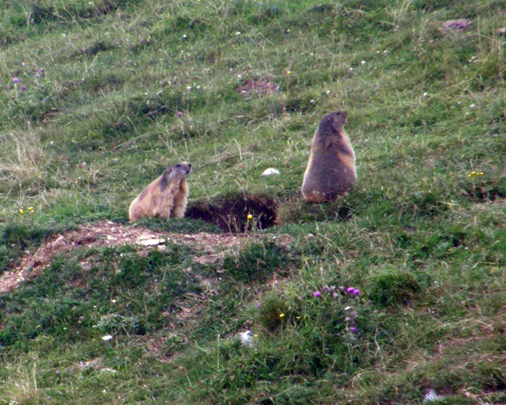 RODITORI E LAGOMORFI SELVATICI