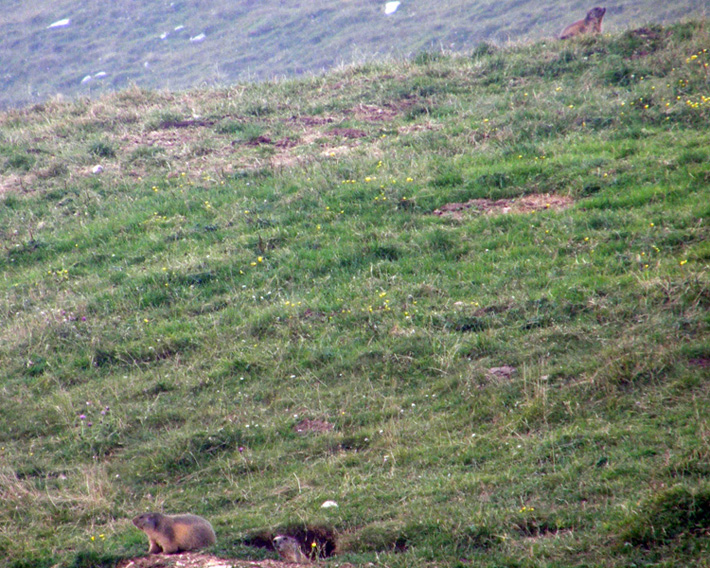 RODITORI E LAGOMORFI SELVATICI