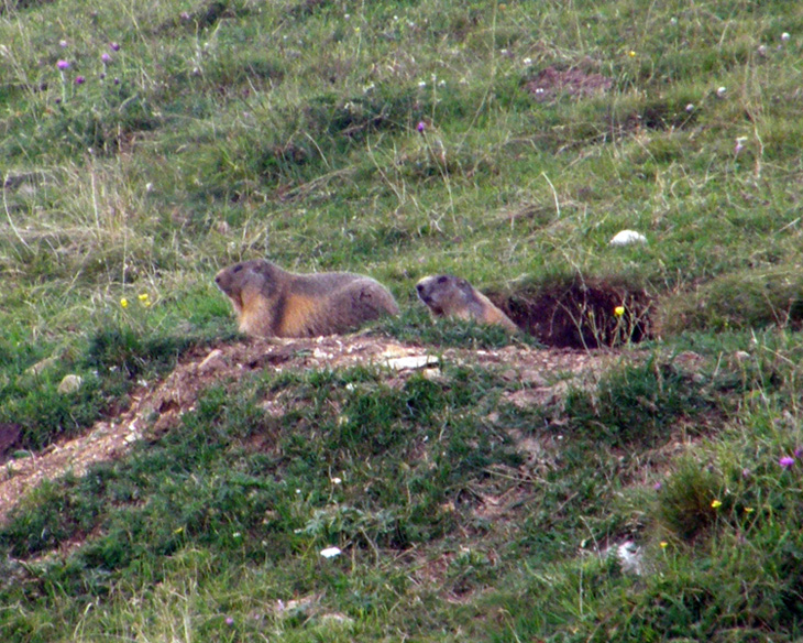 RODITORI E LAGOMORFI SELVATICI