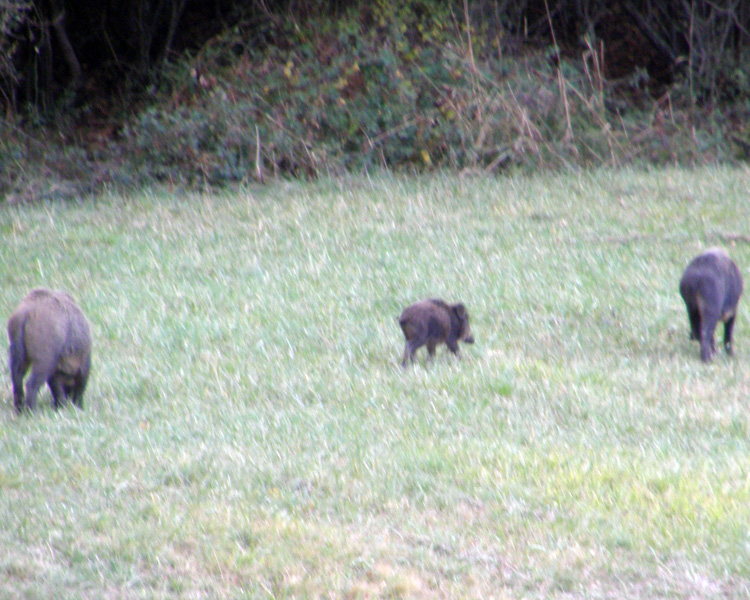 IL CINGHIALE