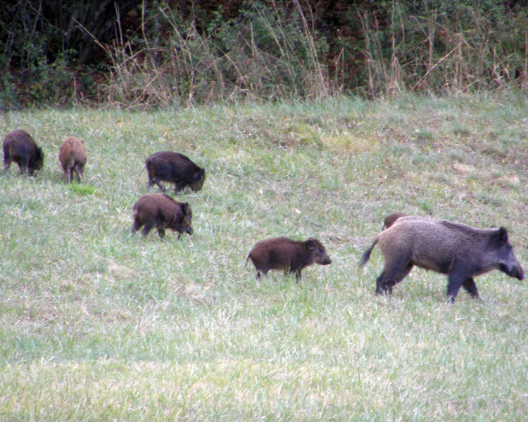 IL CINGHIALE