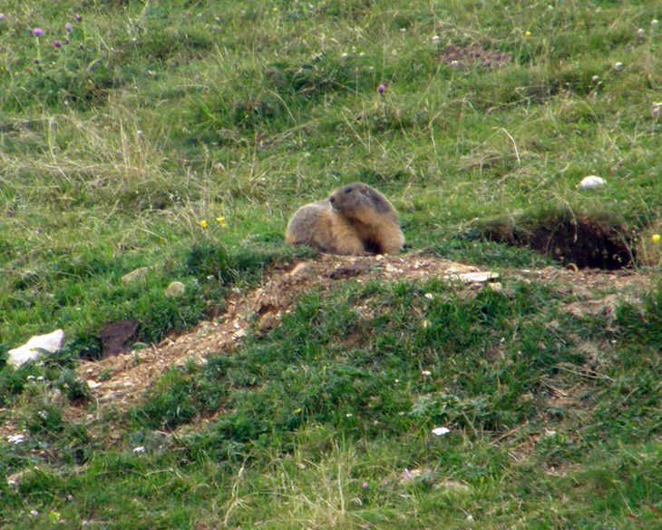 RODITORI E LAGOMORFI SELVATICI