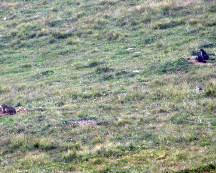 RODITORI E LAGOMORFI SELVATICI