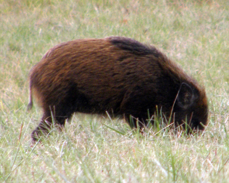 IL CINGHIALE