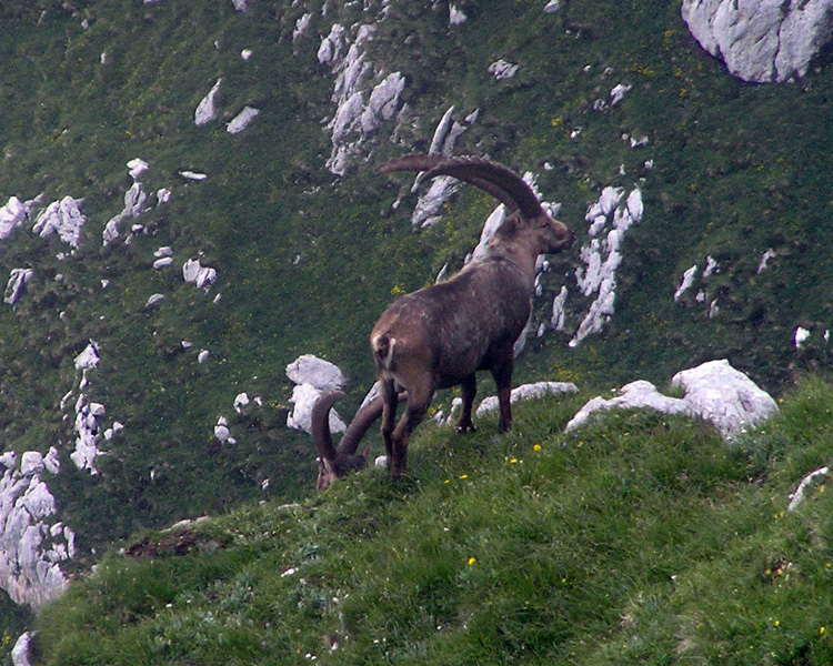 I BOVIDI SELVATICI