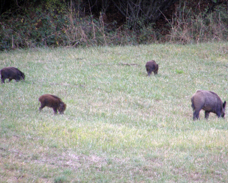 IL CINGHIALE