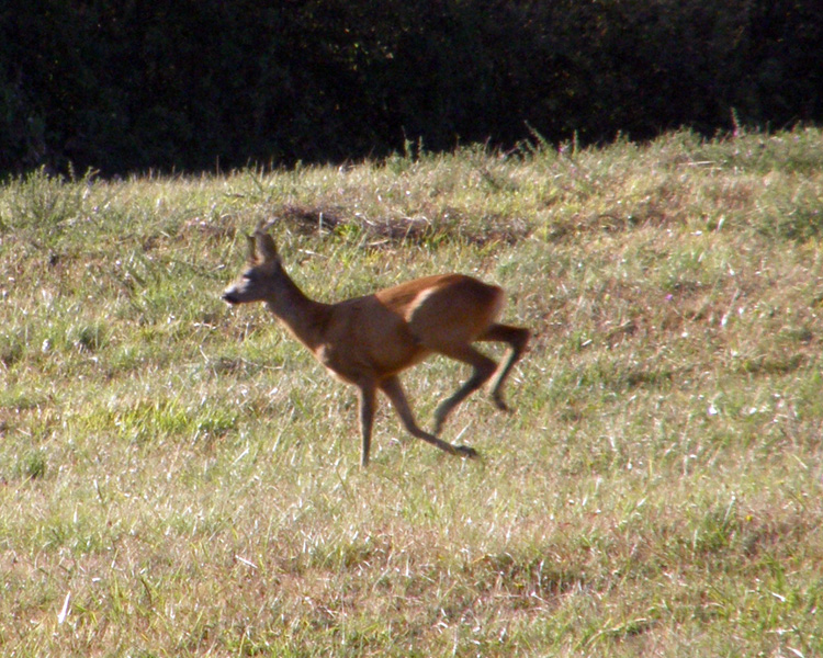 Il Capriolo