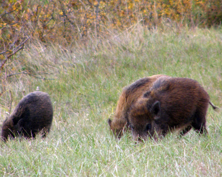 IL CINGHIALE