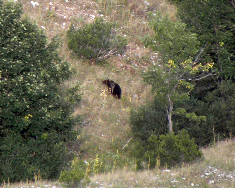 FOTOGRAFATO L''ORSO BRUNO MARSICANO