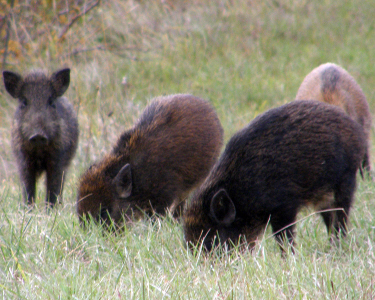 IL CINGHIALE