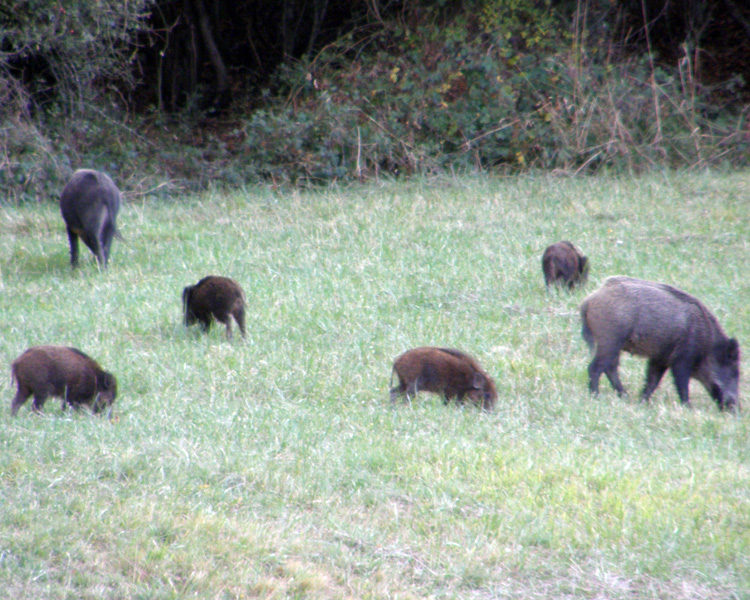 IL CINGHIALE