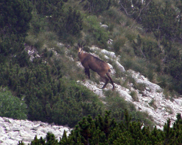 I BOVIDI SELVATICI