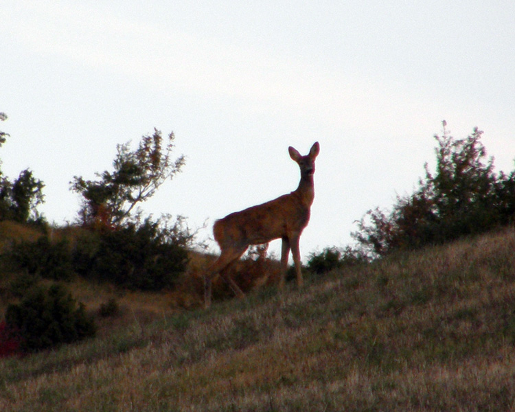 Il Capriolo