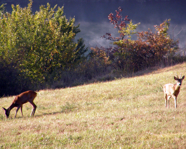 Il Capriolo