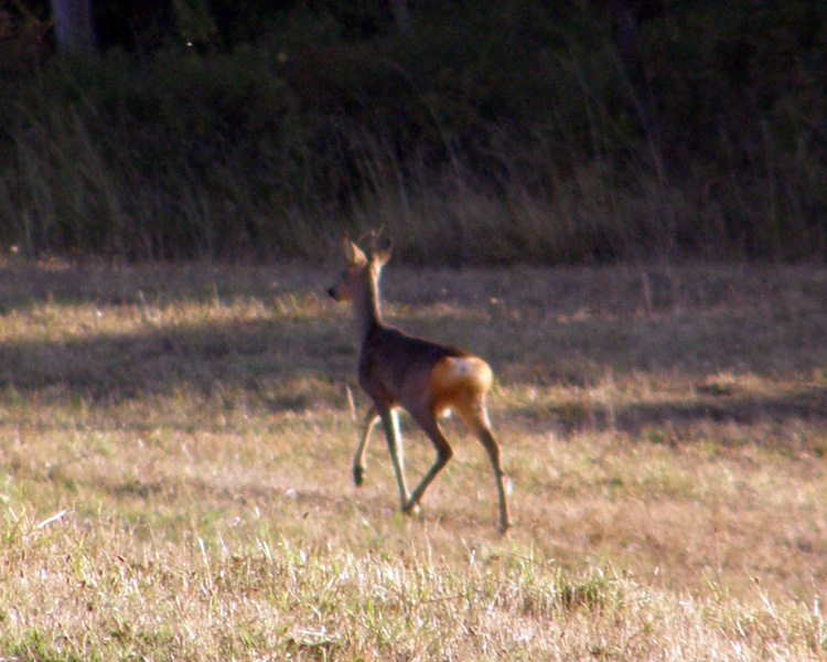 Il Capriolo