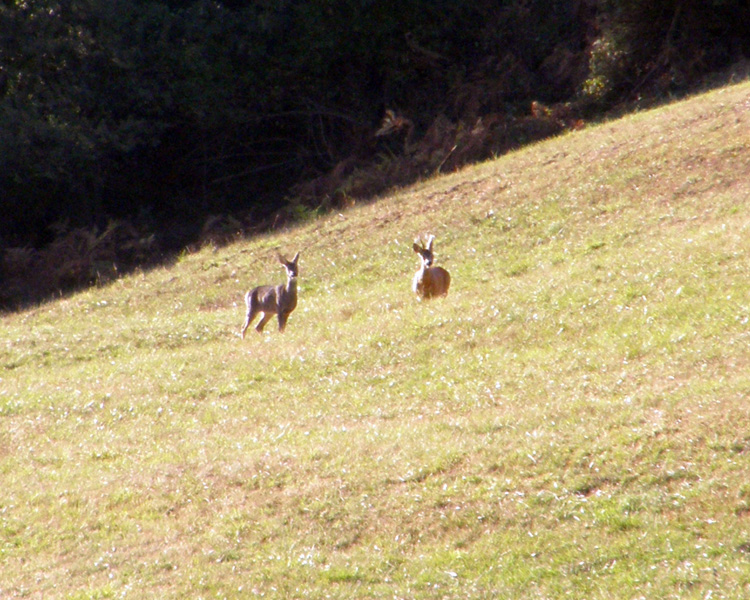 Il Capriolo