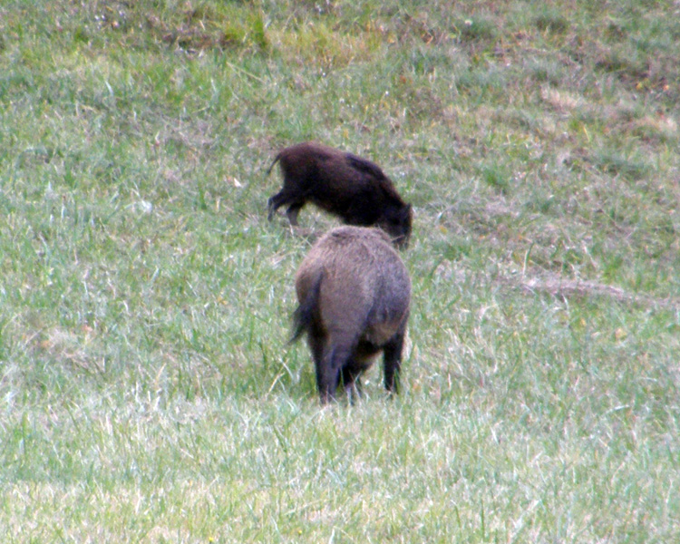 IL CINGHIALE