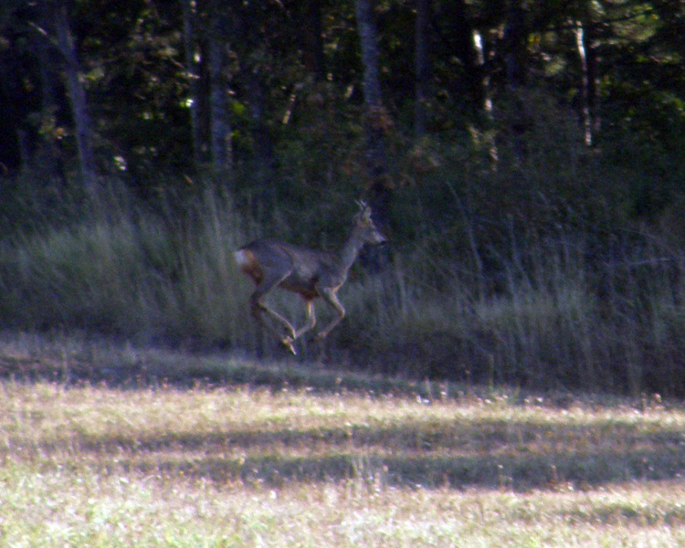 Il Capriolo