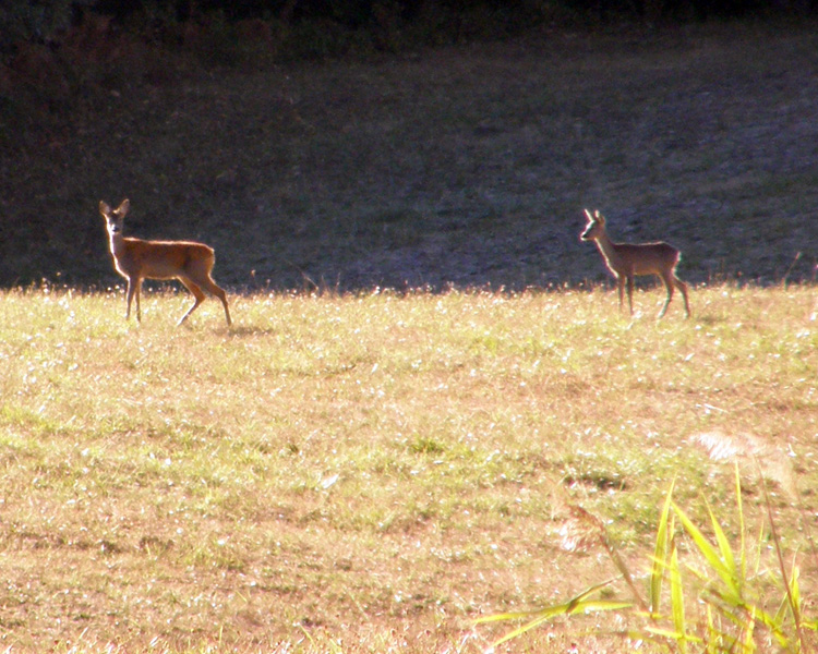 Il Capriolo