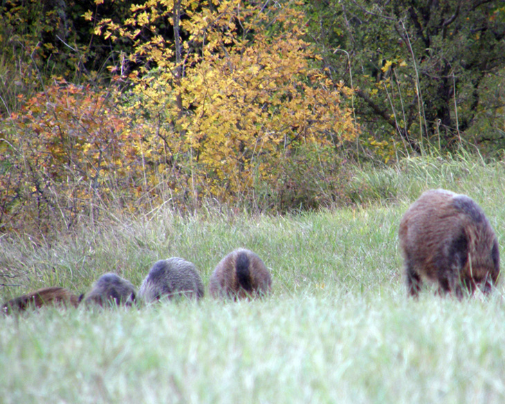 IL CINGHIALE