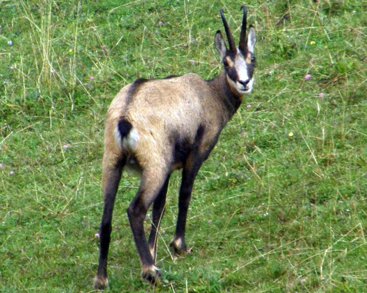 Camoscio d''Abruzzo Rupicapra pyrenaica ornata