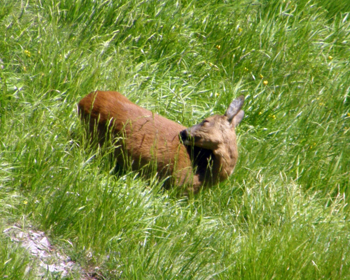 Il Capriolo