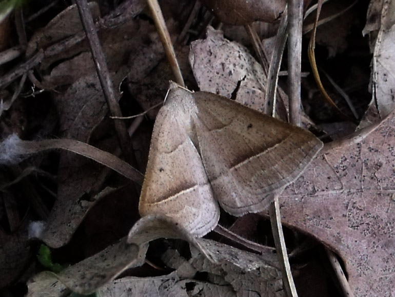 Geometride 2 : Petrophora chlorosata