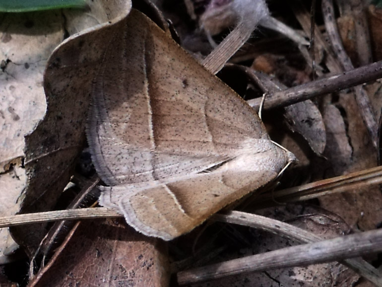 Geometride 2 : Petrophora chlorosata